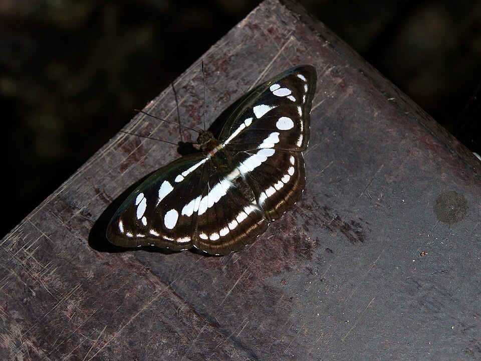 Taman Negara